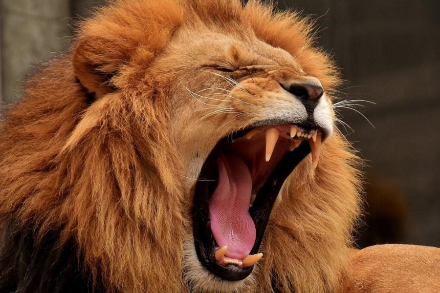 Budget-safari-in-kenya