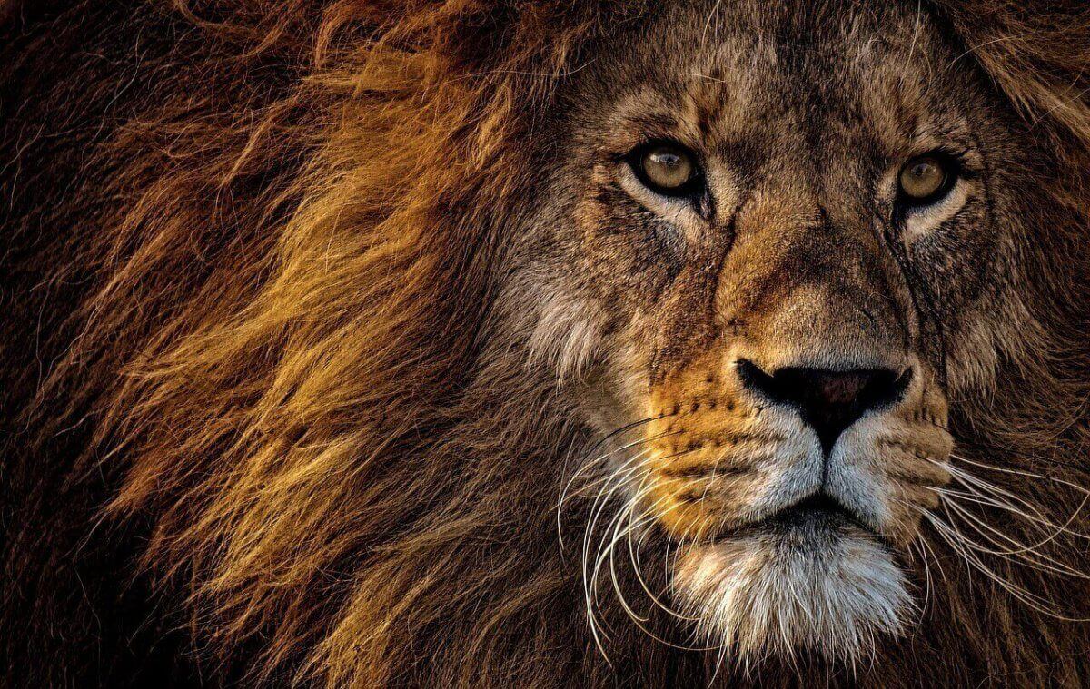 A lion on a safari
