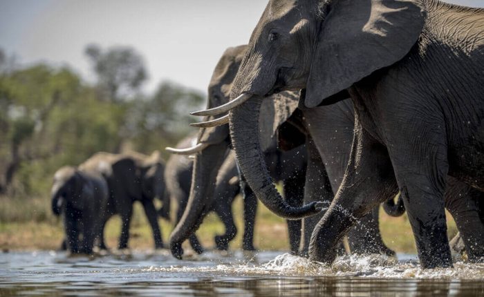 elephants
