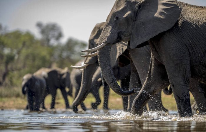 elephants