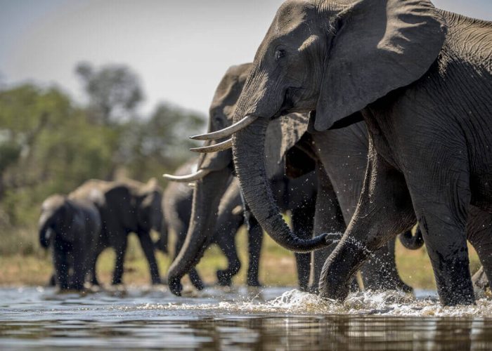 elephants