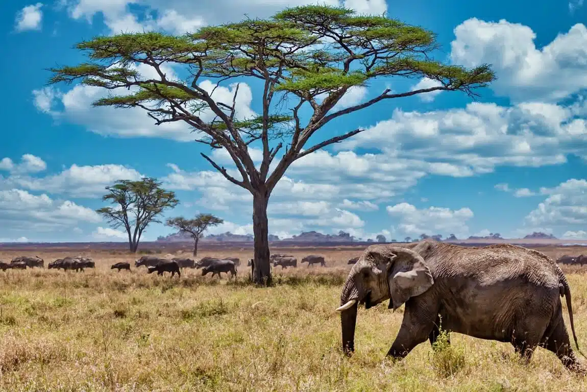 closeup-shot-cute-elephant-walking-dry-grass-wilderness (1) (1)