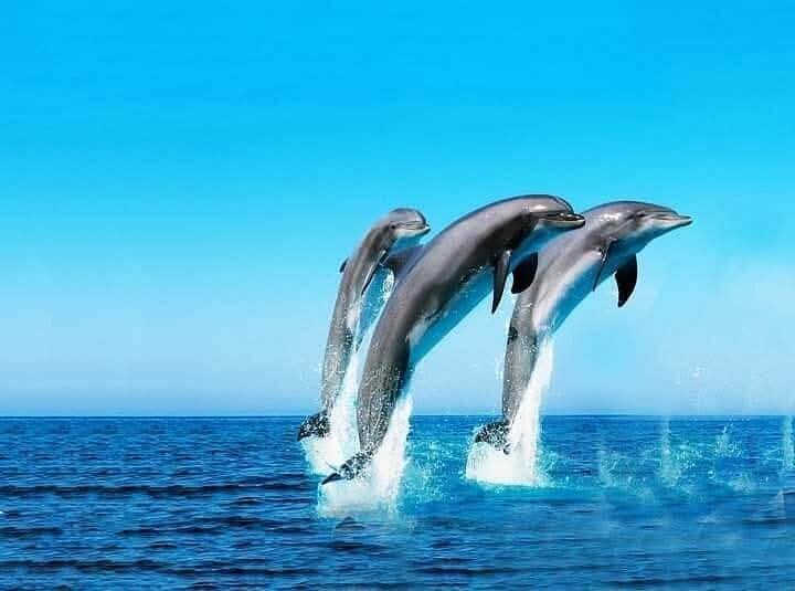 dolphin-watching 